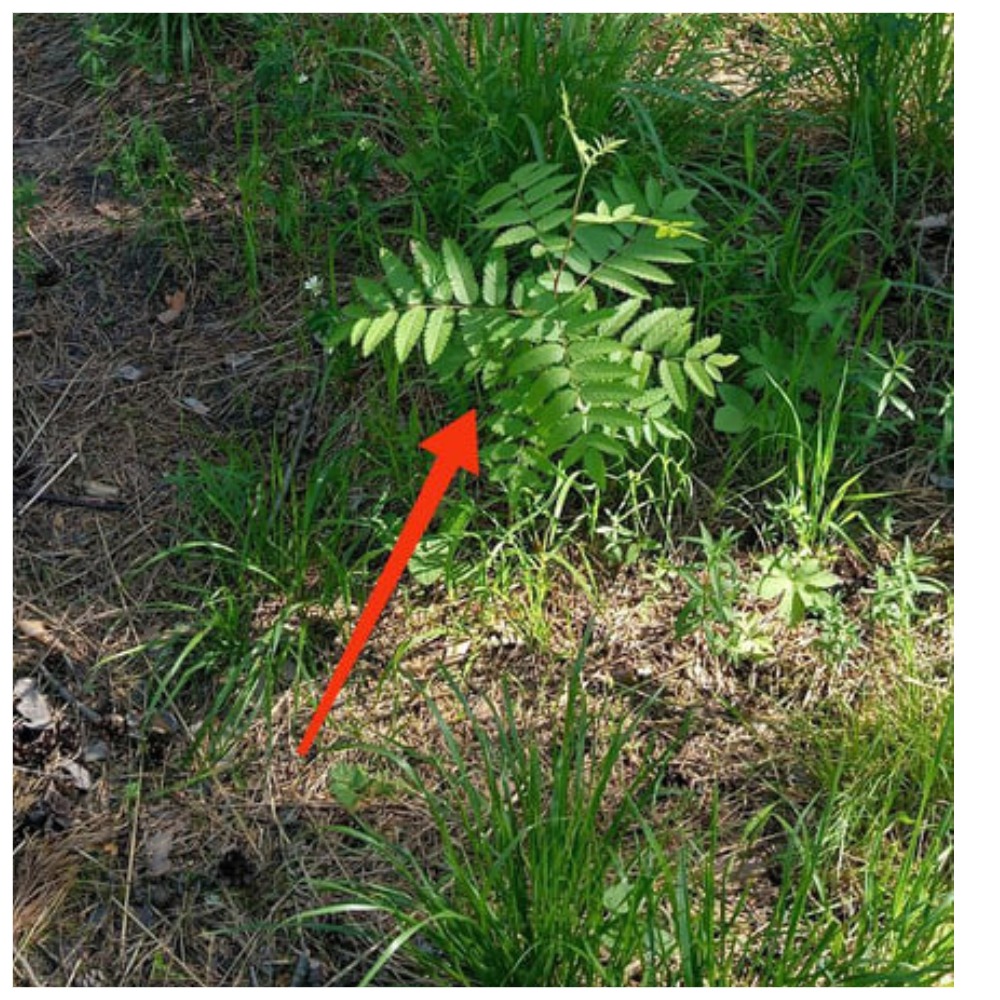 Неправильный вариант