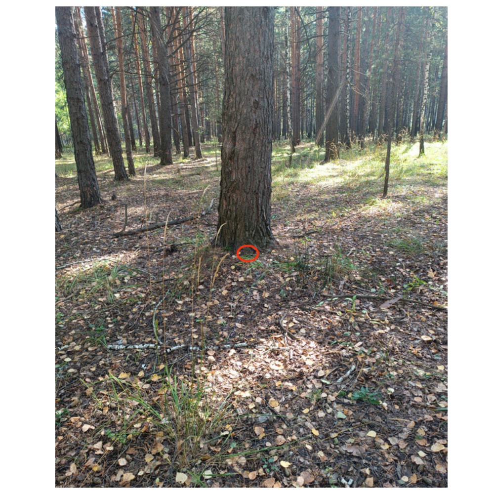 Неправильный вариант